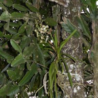 Vanda testacea (Lindl.) Rchb.f.